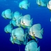 batfish_longfin_is_v_0705_png0998.jpg